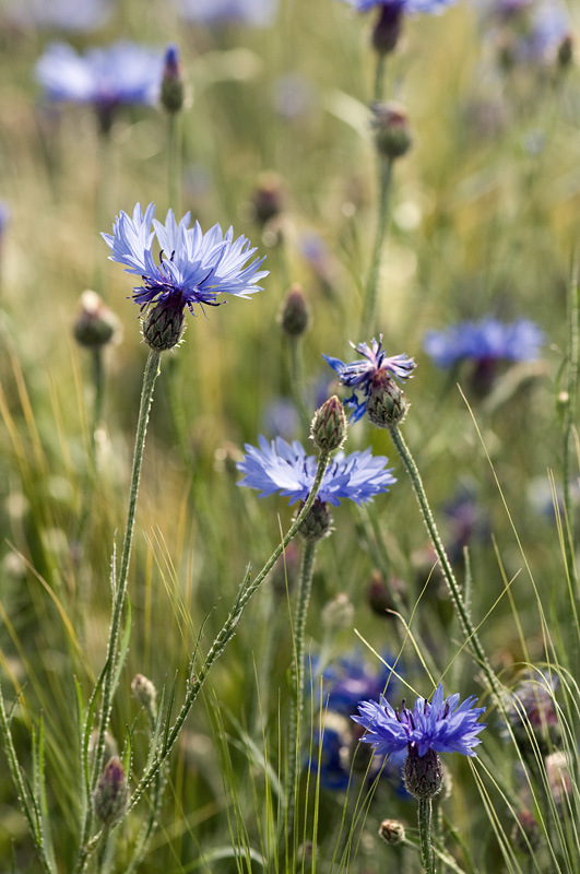 Kornblume im Gerstefeld