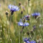 Kornblume im Gerstefeld