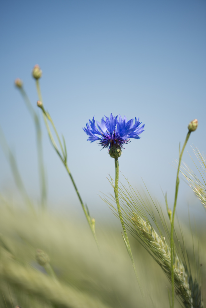 Kornblume im   Gerstenfeld