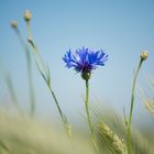 Kornblume im   Gerstenfeld