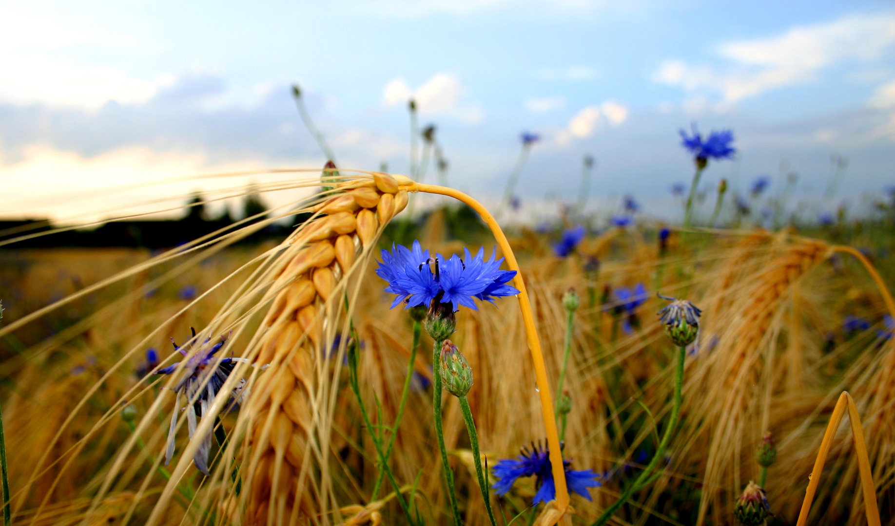 Kornblume im Getreide