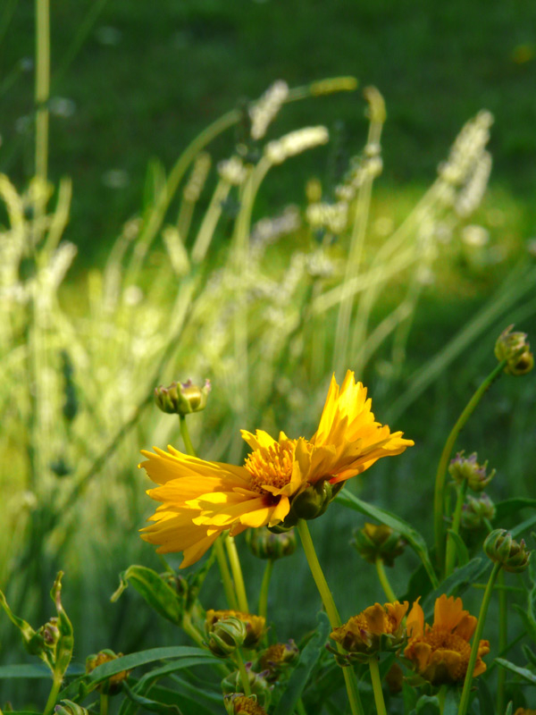 Kornblume im goldenen Schnitt ?