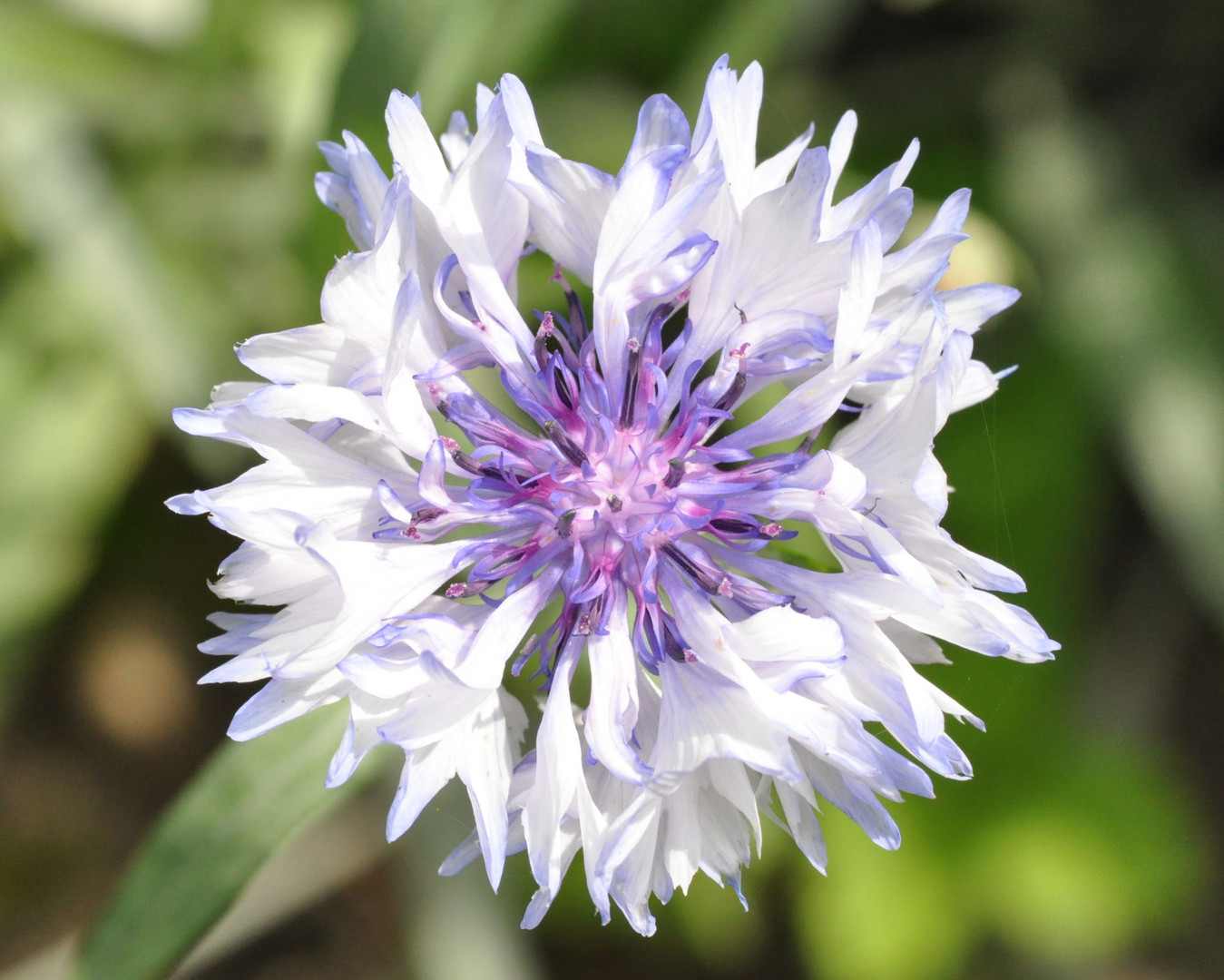 Kornblume im Hochzeitskleid (weiß)