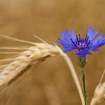 Korn(blume) im Korn