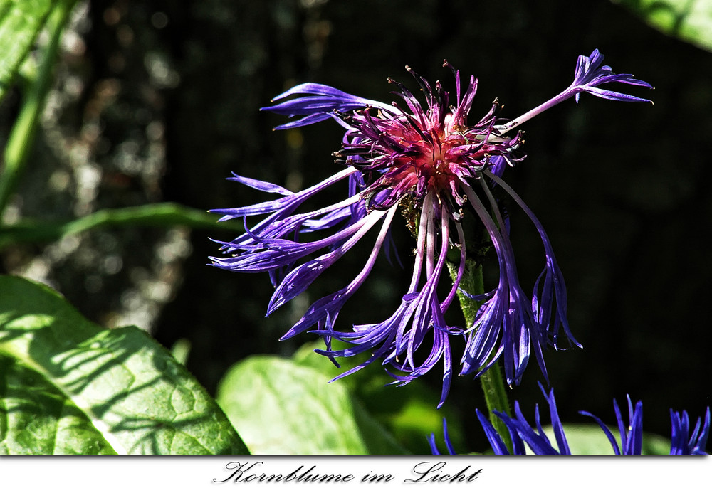 Kornblume im Licht