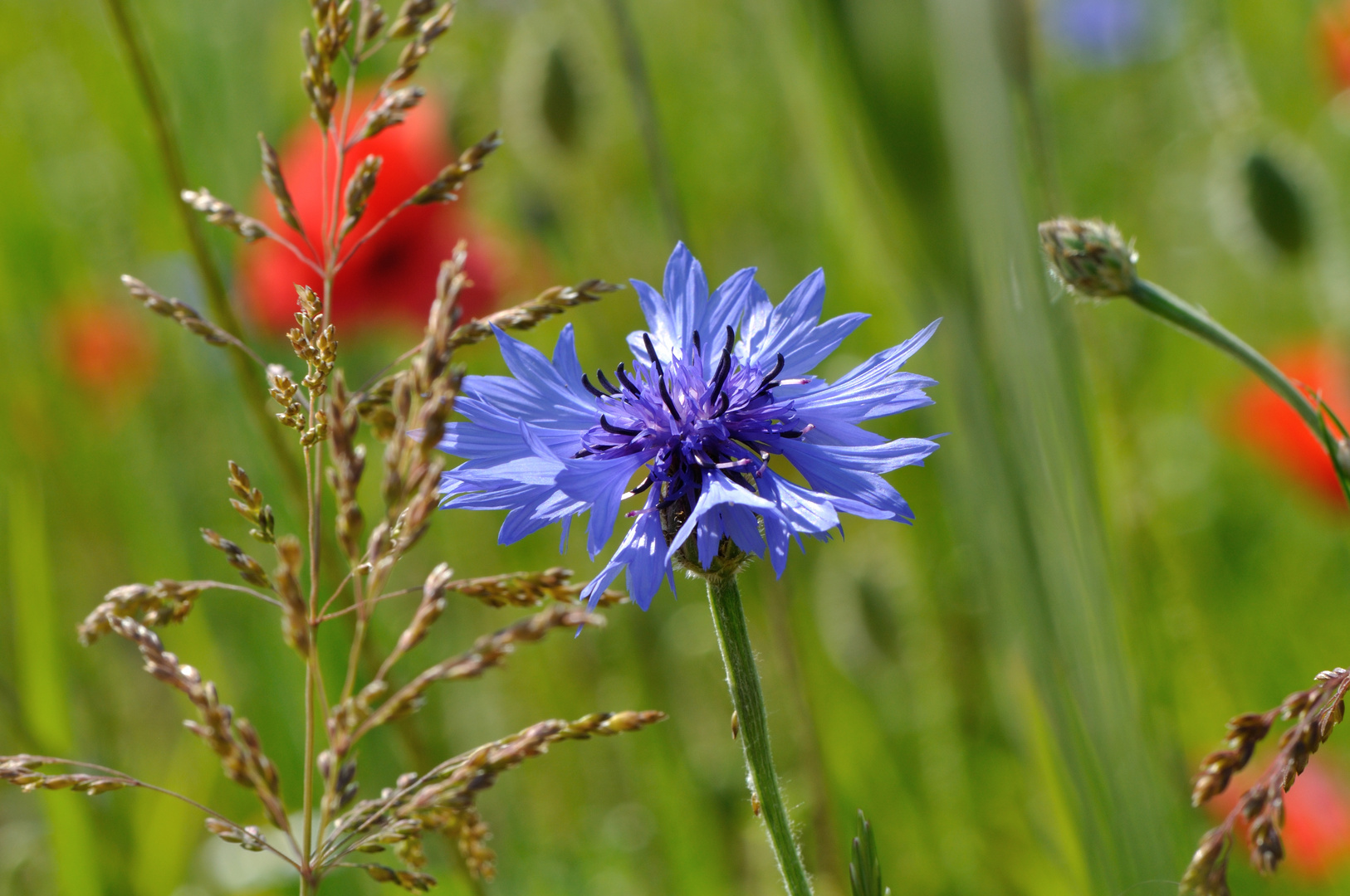 Kornblume im Mohnfeld