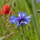 Kornblume im Mohnfeld