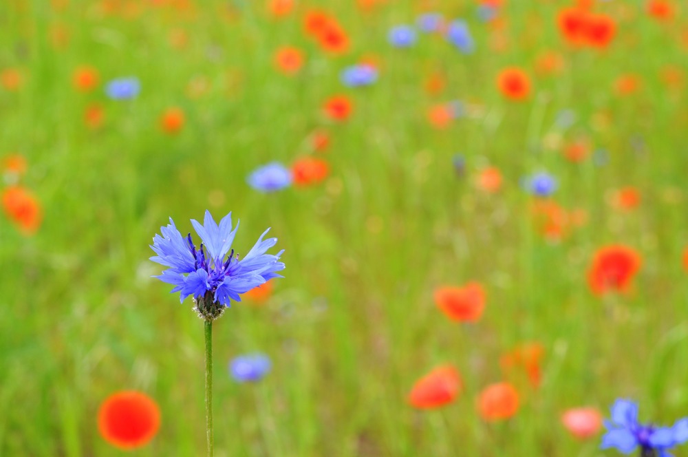 Kornblume im Mohnfeld