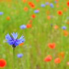 Kornblume im Mohnfeld