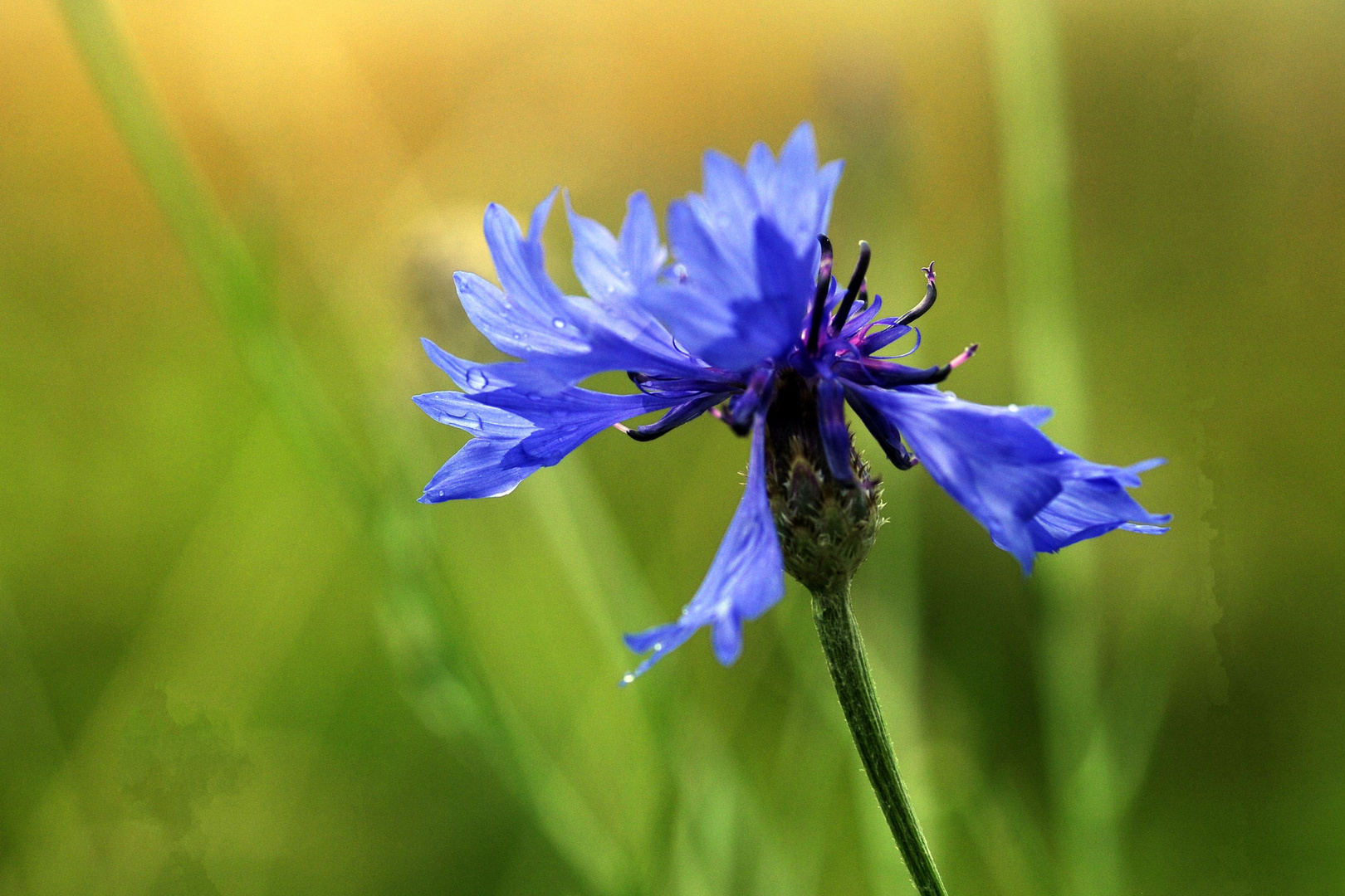 Kornblume im Nieselregen