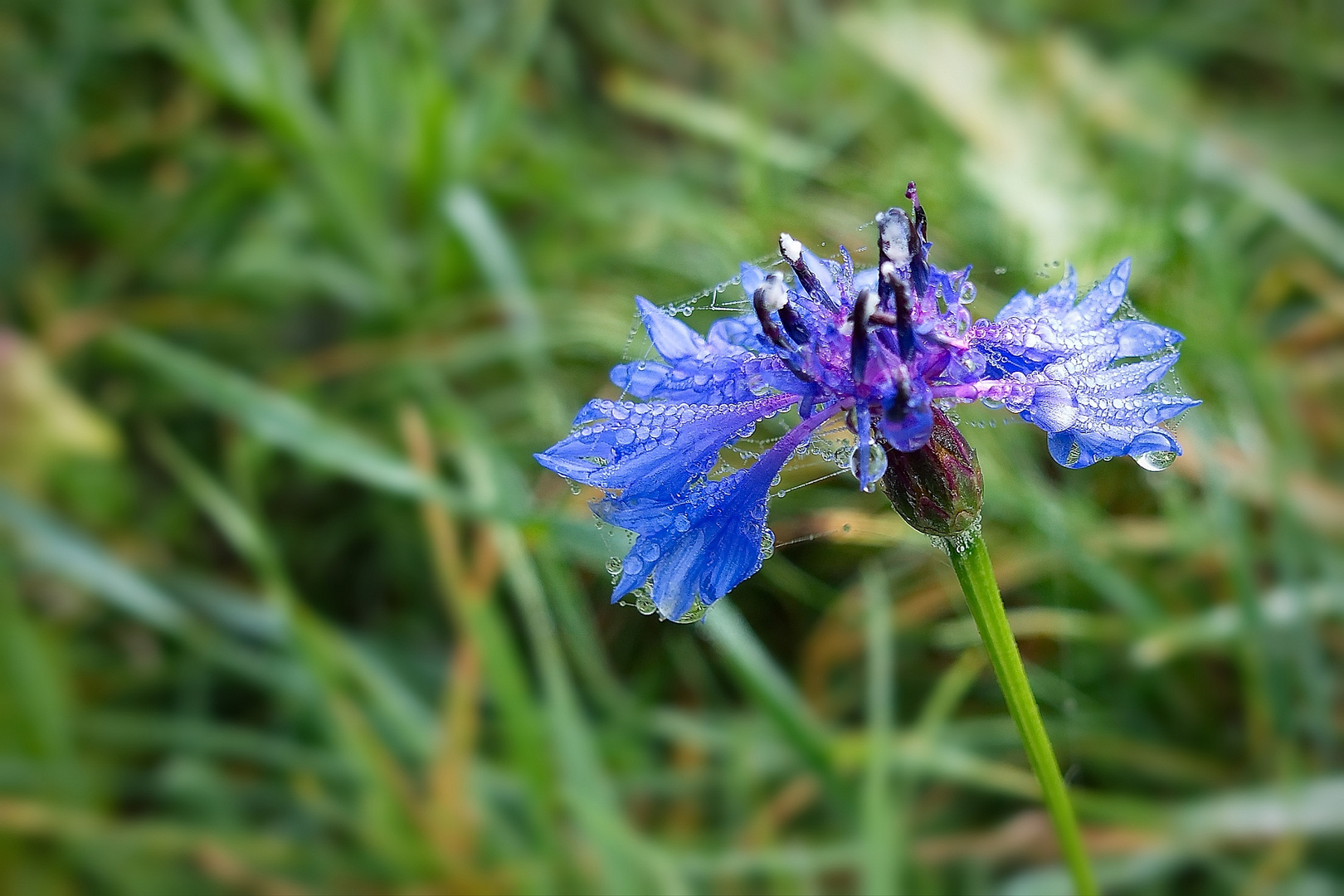 Kornblume im November