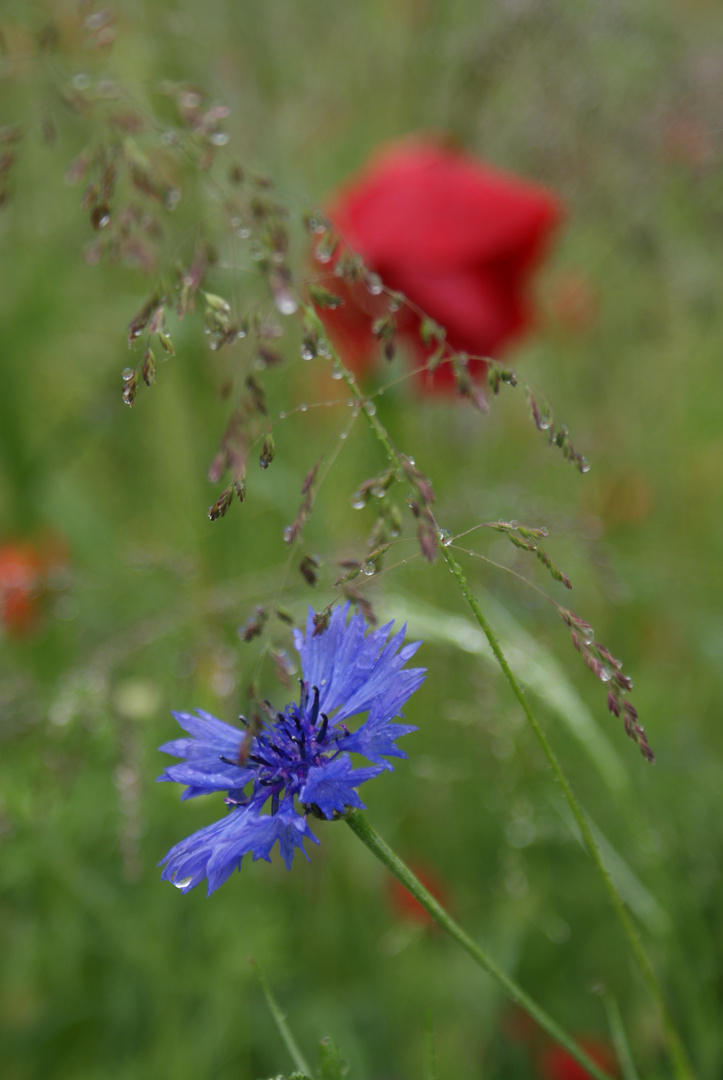 Kornblume im Regen