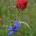 Kornblume im Regen