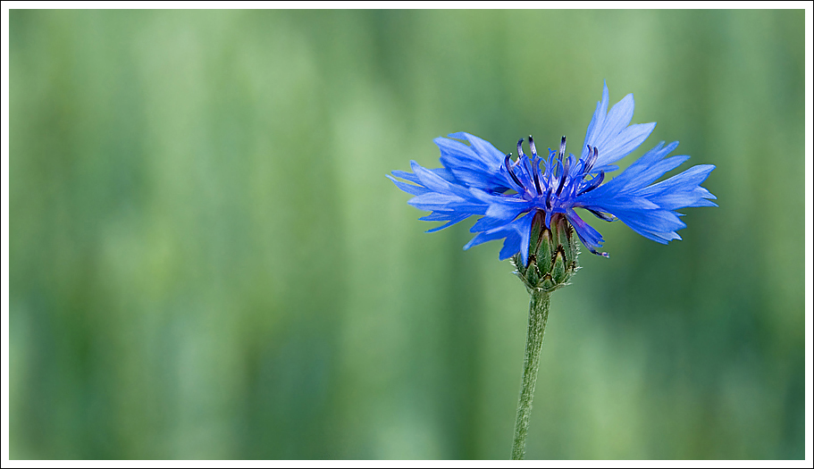 Kornblume im Weizenfeld