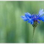 Kornblume im Weizenfeld