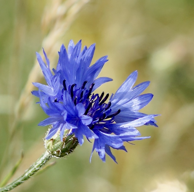 Kornblume im Wind