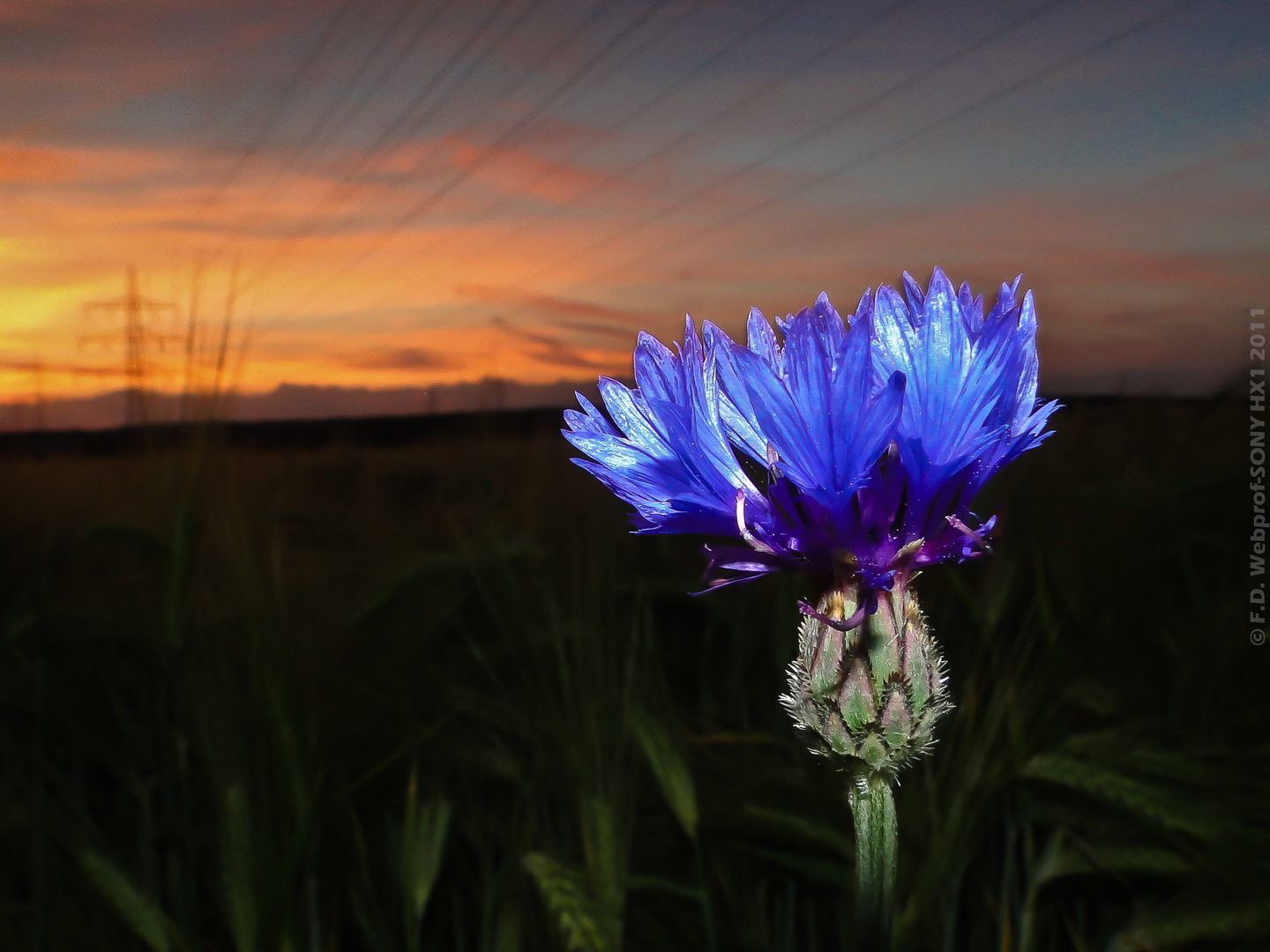 Kornblume in der Dämmerung im Blitzlichtgewitter ;-)