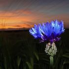 Kornblume in der Dämmerung im Blitzlichtgewitter ;-)