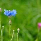 Kornblume in der Insektenwiese 