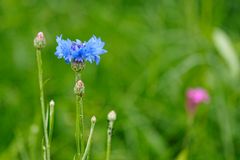 Kornblume in der Insektenwiese 