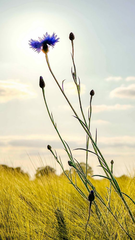 Kornblume in der Sonne 