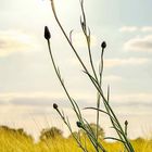 Kornblume in der Sonne 