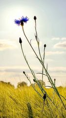 Kornblume in der Sonne 