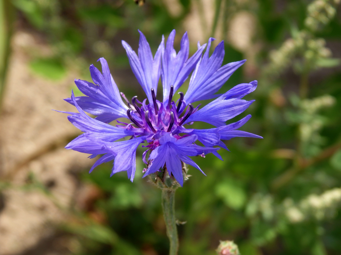 Kornblume in einem Blühstreifen in MS-Mauritz