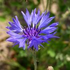 Kornblume in einem Blühstreifen in MS-Mauritz