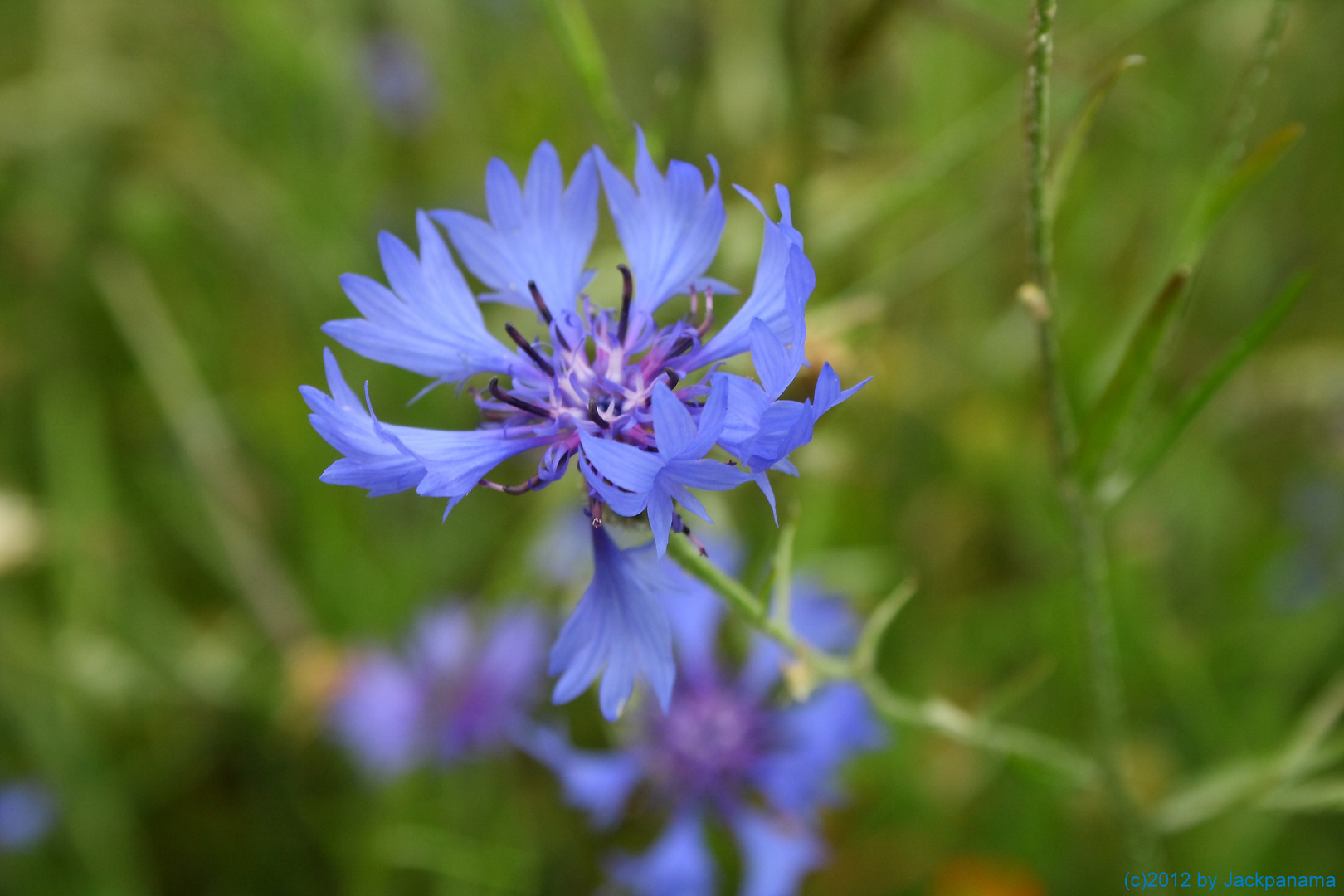 Kornblume in einem Getreidefeld wird zum Hingucker