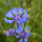 Kornblume in einem Getreidefeld wird zum Hingucker