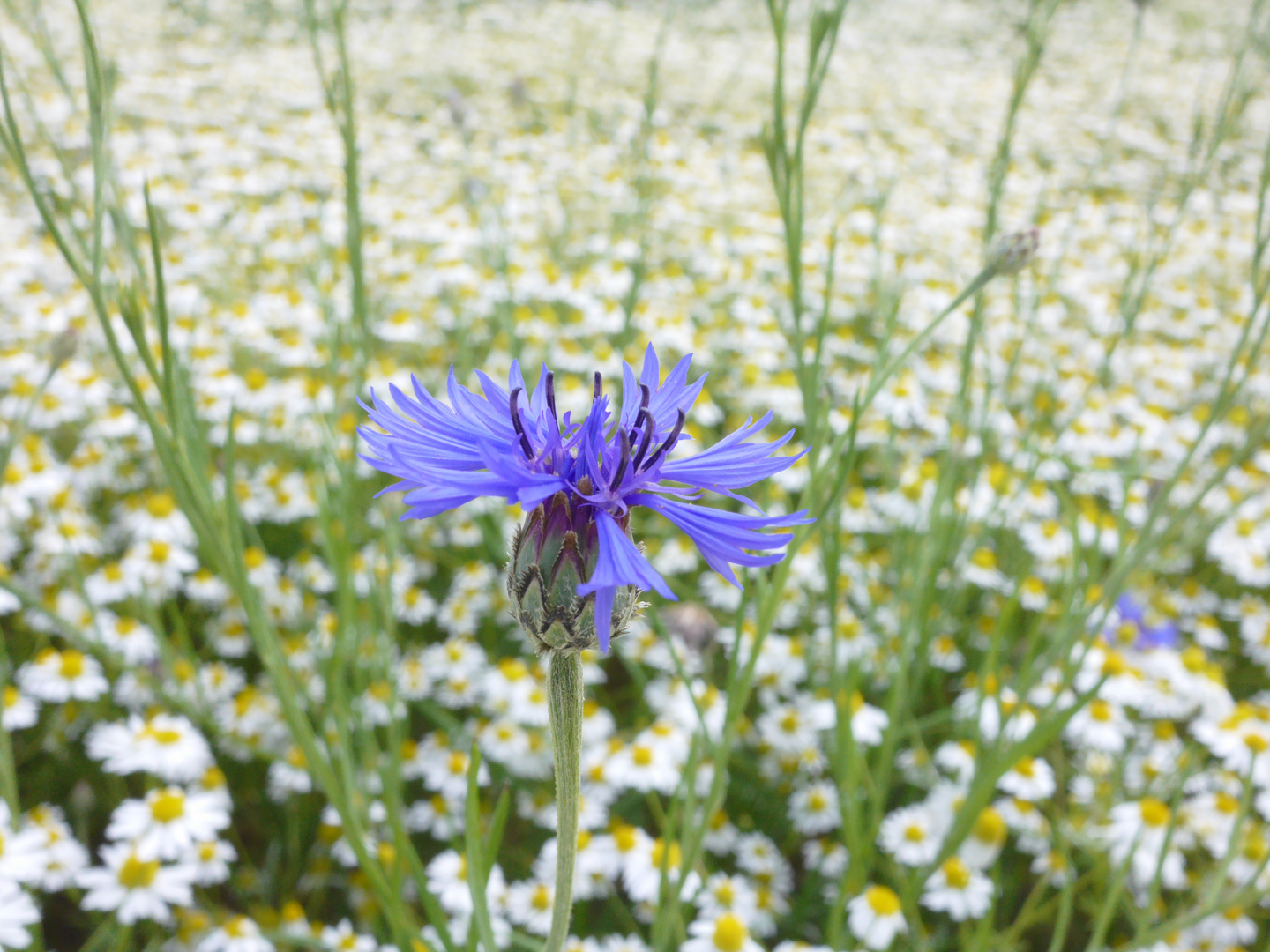 kornblume in kamillenfeld