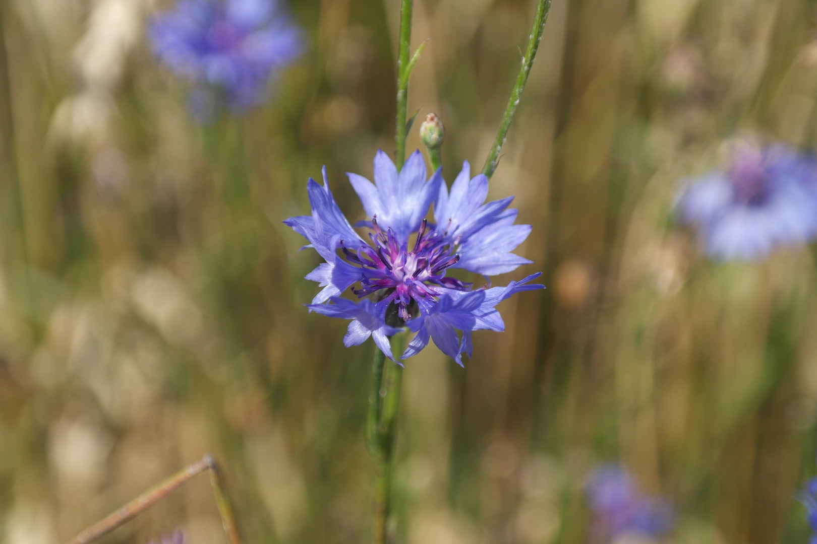 Kornblume in Kornfeld