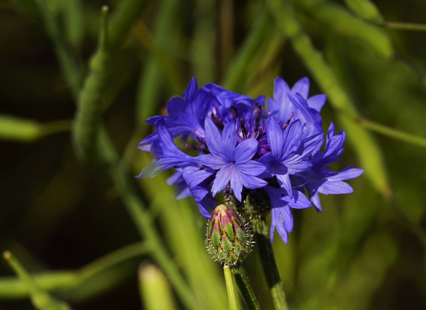 Kornblume in Rapsfeld.