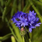 Kornblume in Rapsfeld.