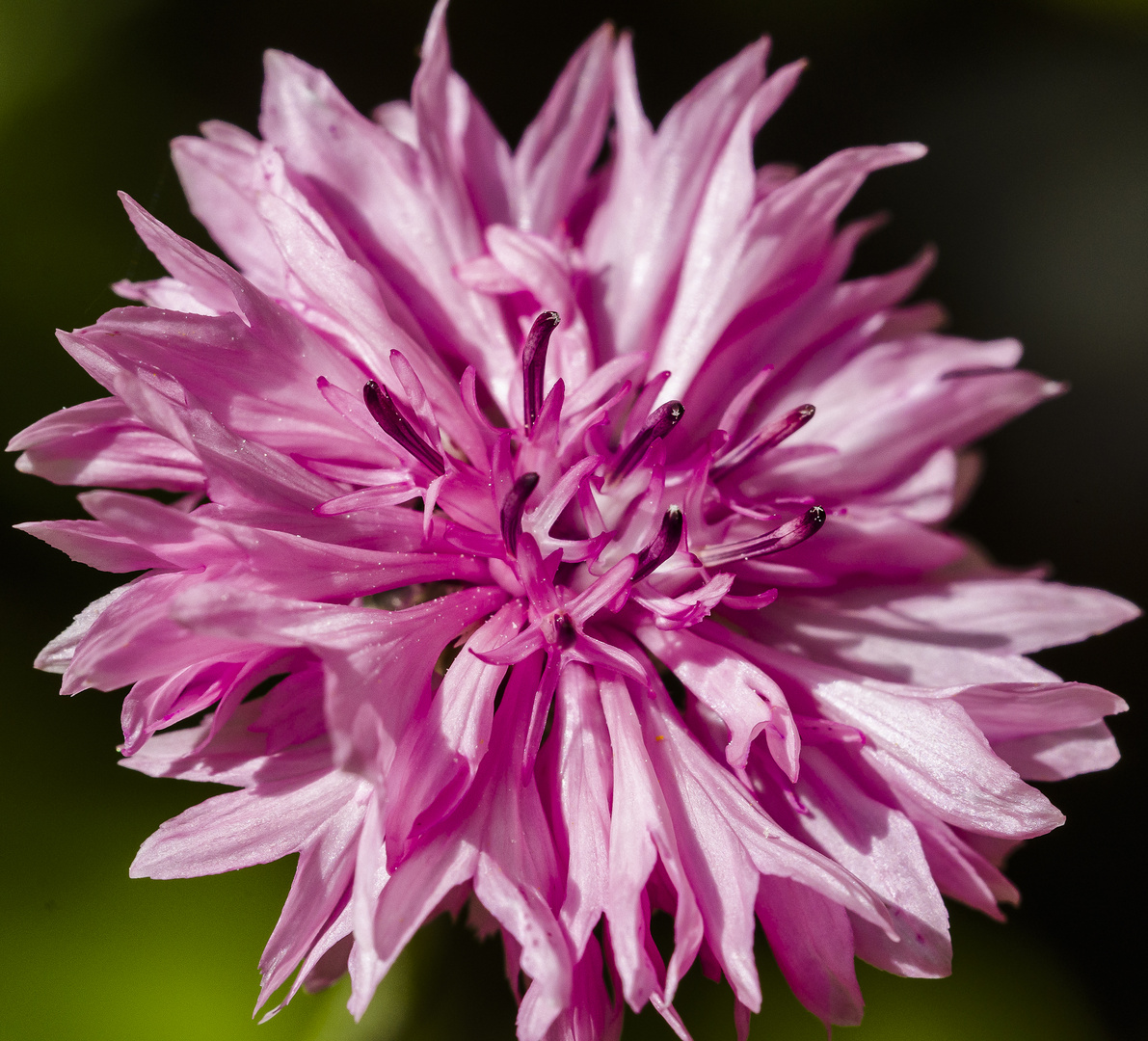 Kornblume in rosé...