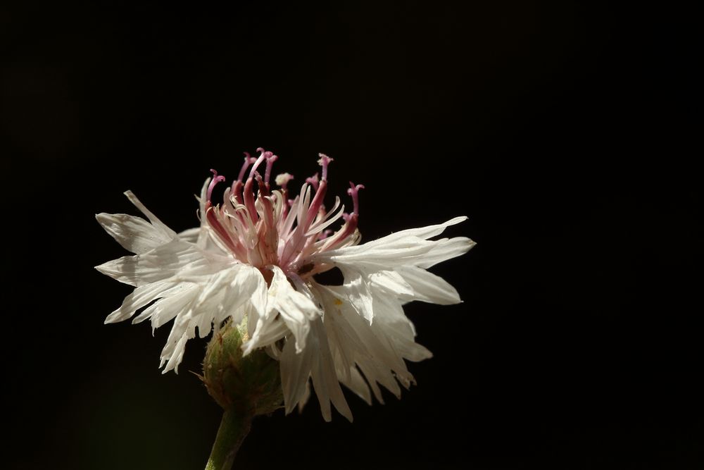 Kornblume in weiß 