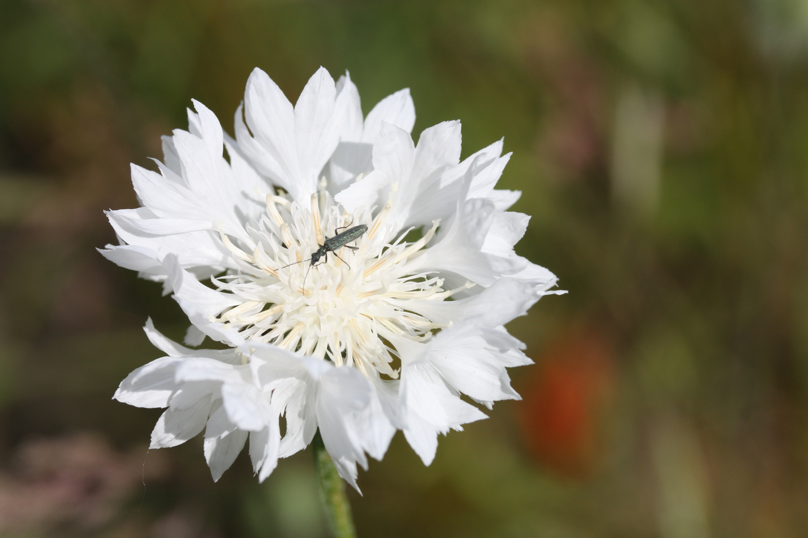 Kornblume in weiß