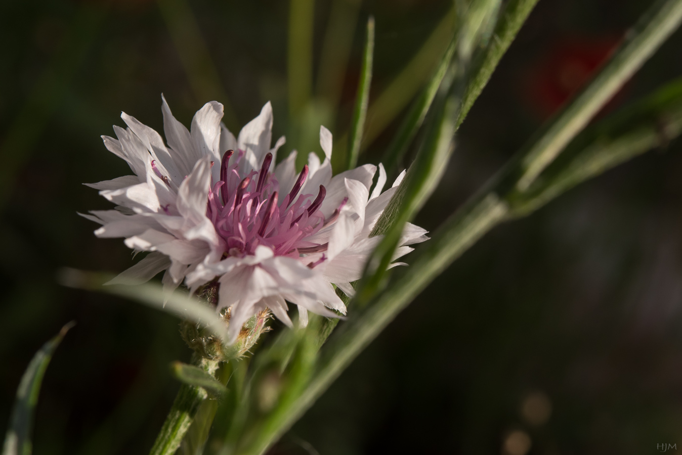 Kornblume in weiß und rosa