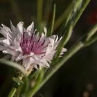 Kornblume in weiß und rosa