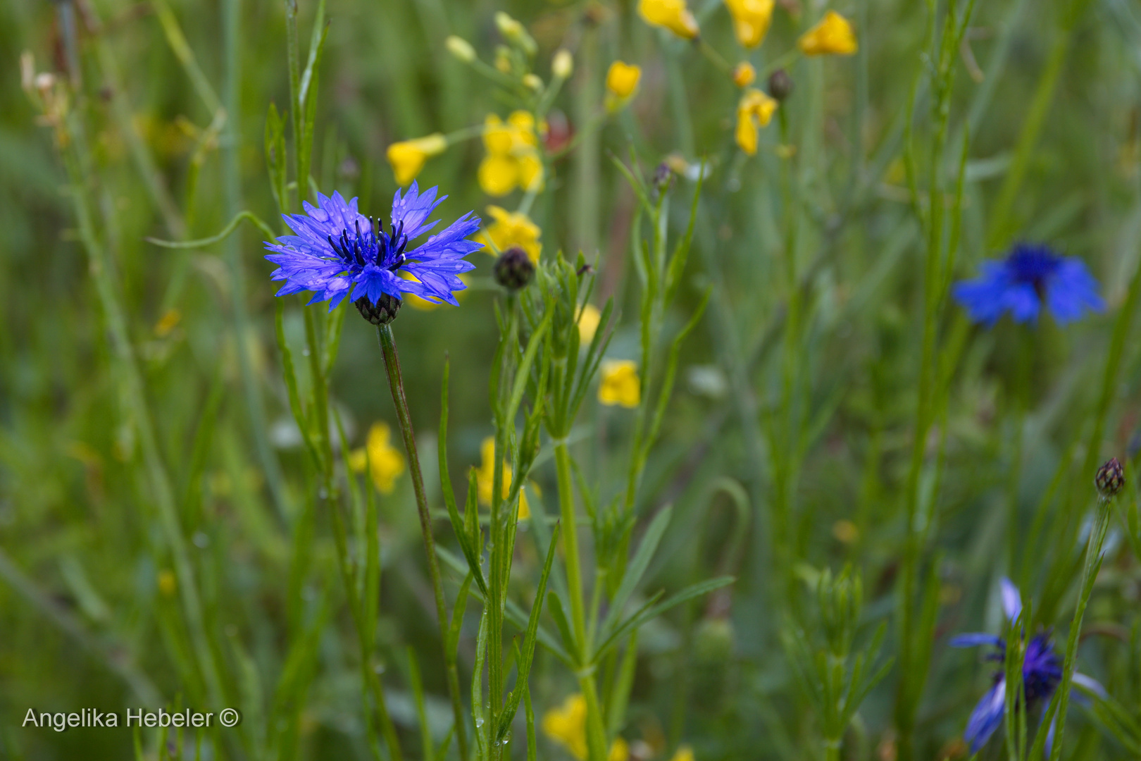 "Kornblume inmitten eines Blumenmeers"