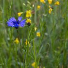 "Kornblume inmitten eines Blumenmeers"