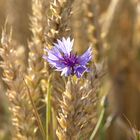 Kornblume Macro-Panorama