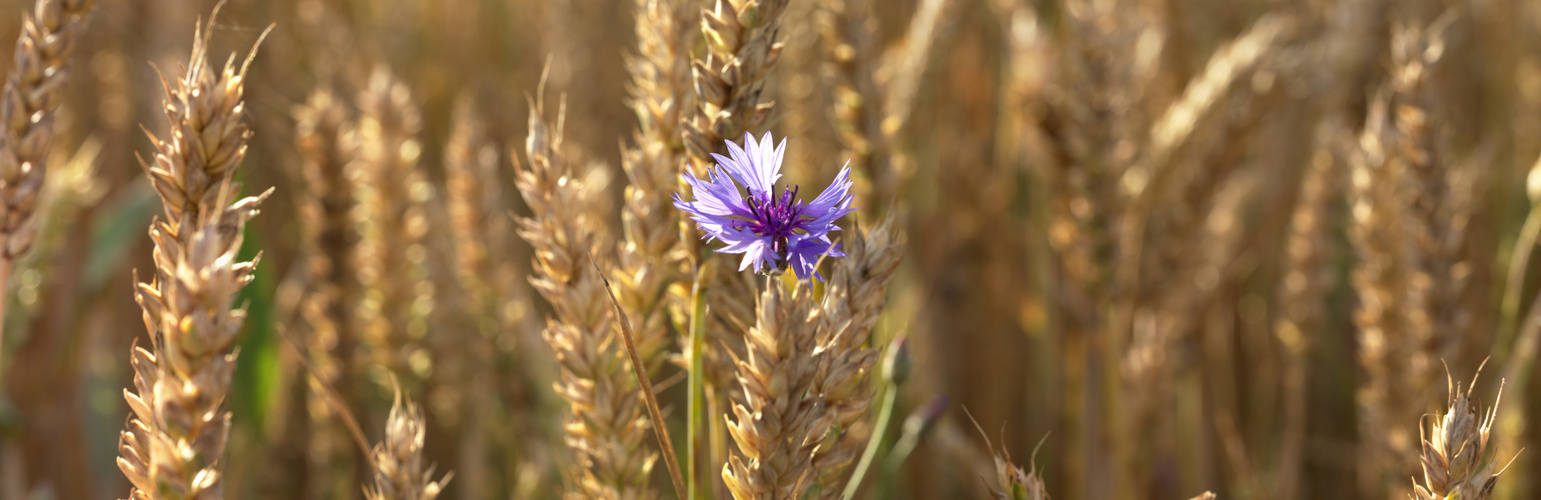 Kornblume Macro-Panorama