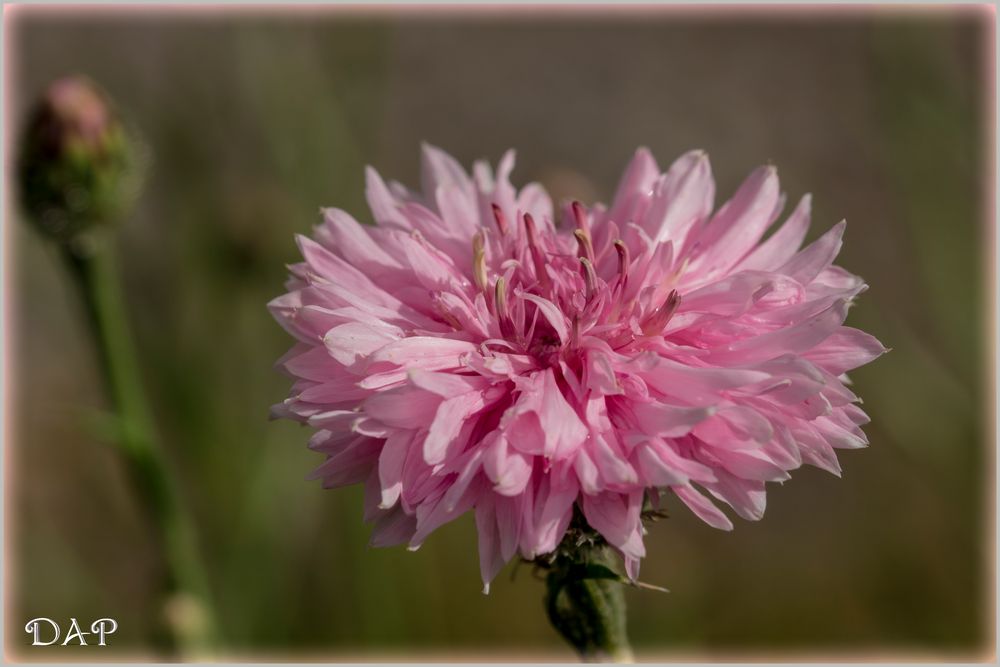 Kornblume mal in Rosa...