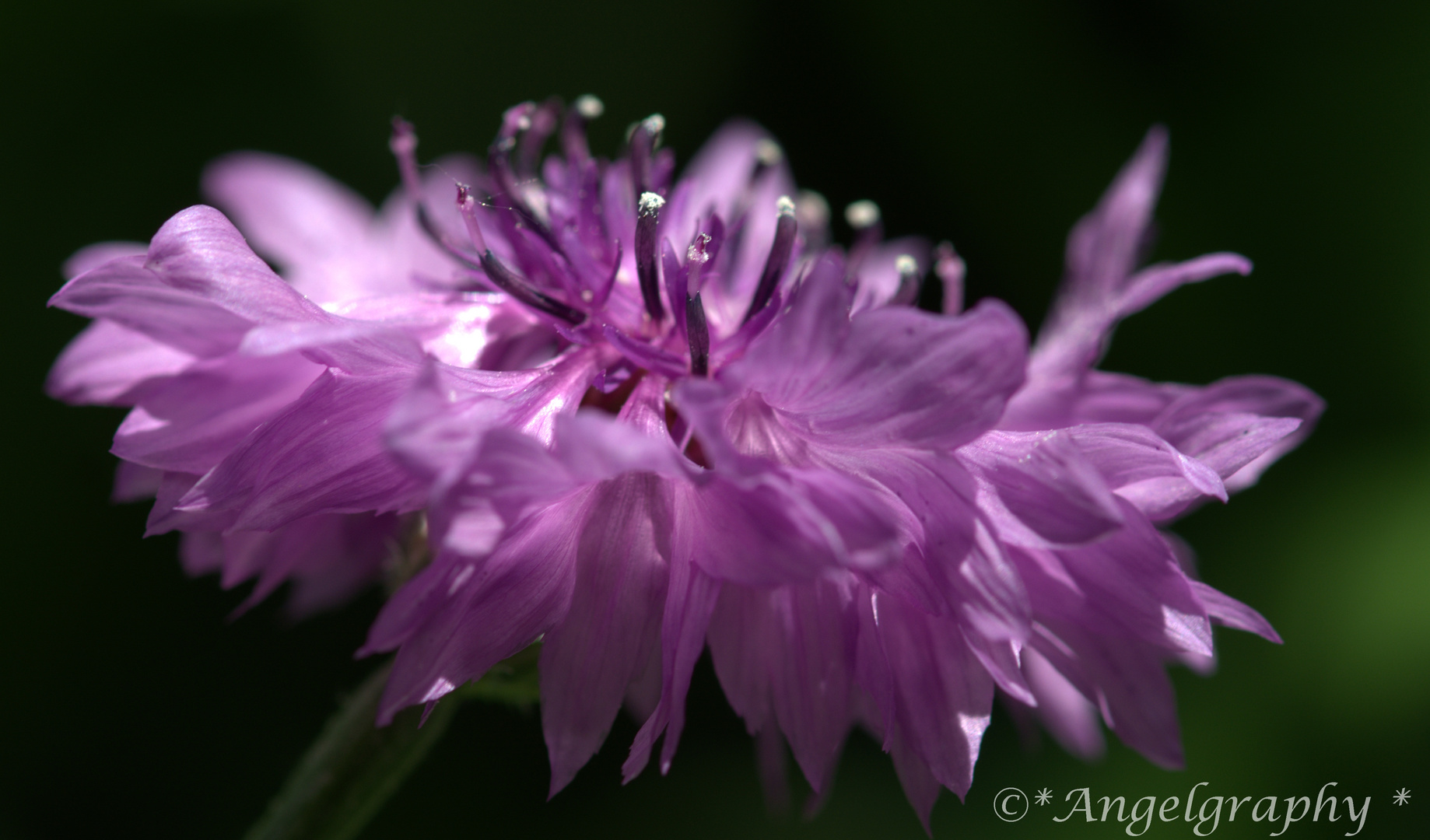 Kornblume - mal nicht in blau ......