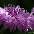 Kornblume - mal nicht in blau ......