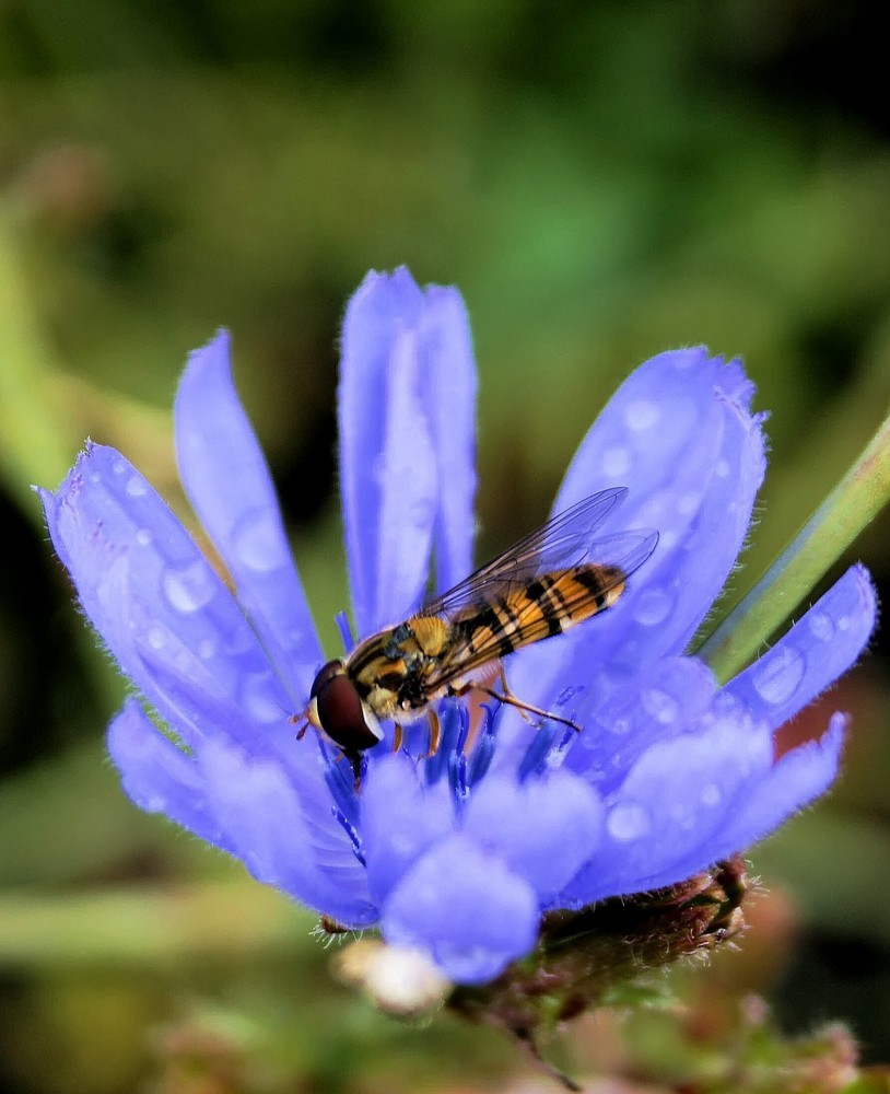 Kornblume mi Schwebfliege.....