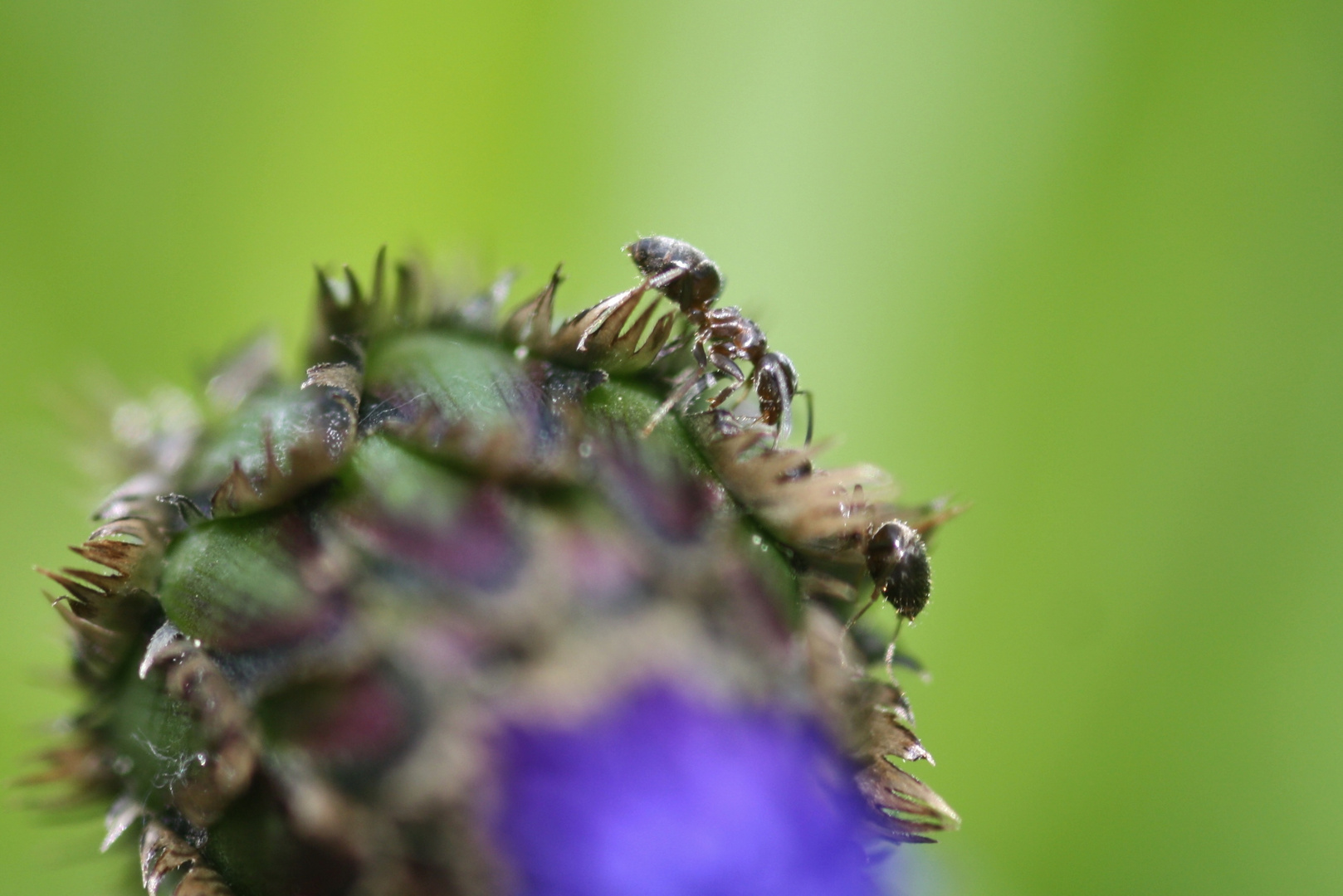 Kornblume mit Ameisen