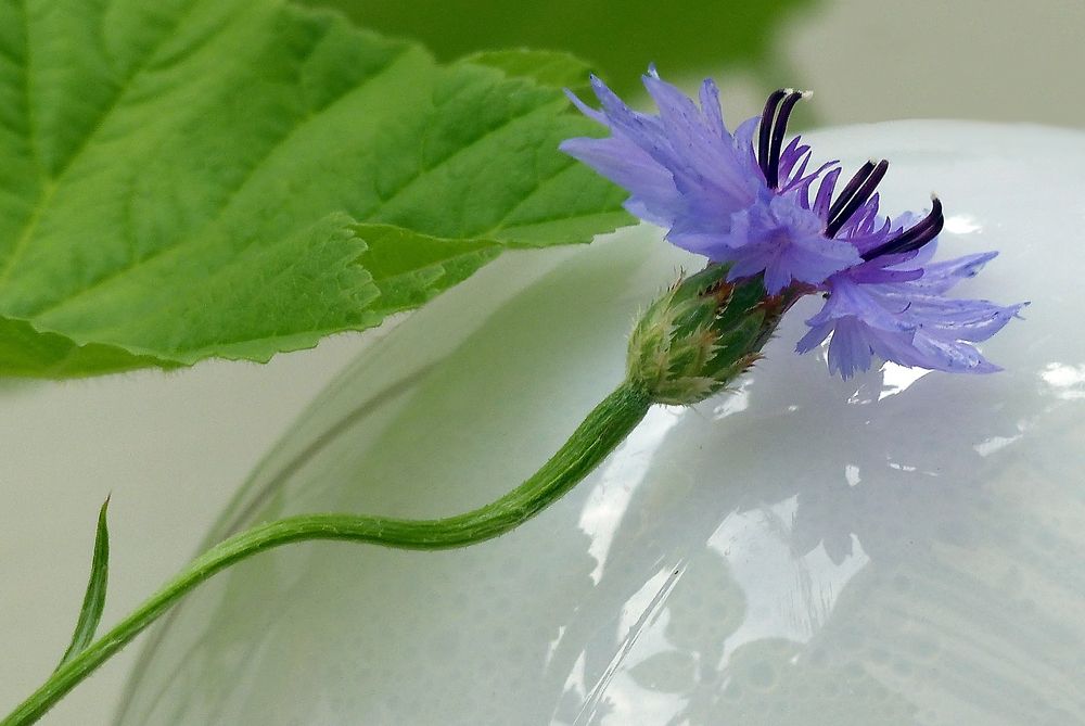 Kornblume mit Beleuchtung.... 